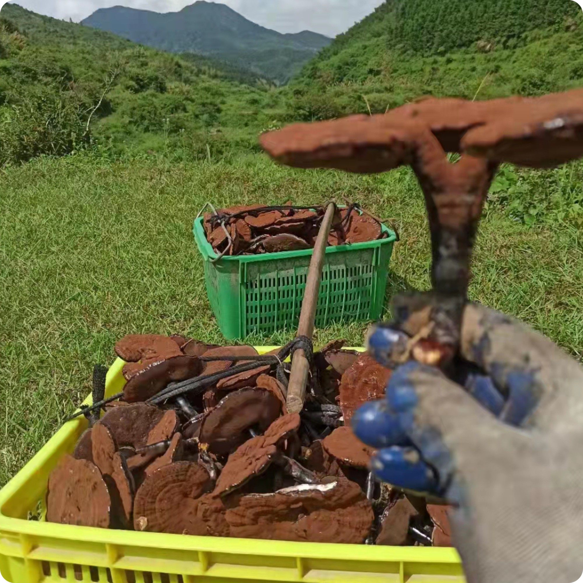 韶关特产粤北韶关紫芝整枝灵芝林芝超厚孢子粉灵芝半野生,淘宝优惠券,粉丝福利购,淘宝优惠卷