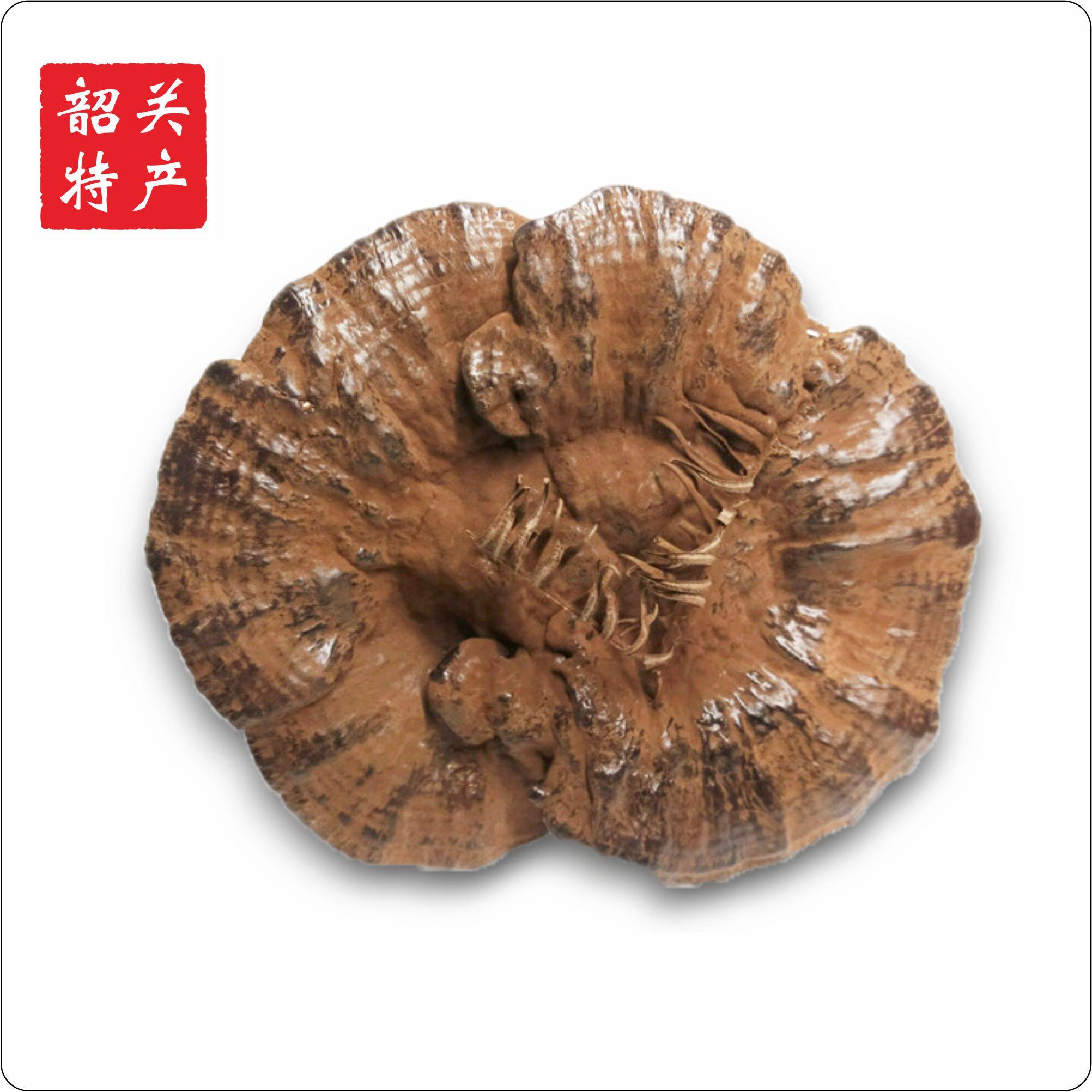 韶关特产粤北韶关紫芝整枝灵芝林芝超厚孢子粉灵芝半野生,淘宝优惠券,粉丝福利购,淘宝优惠卷
