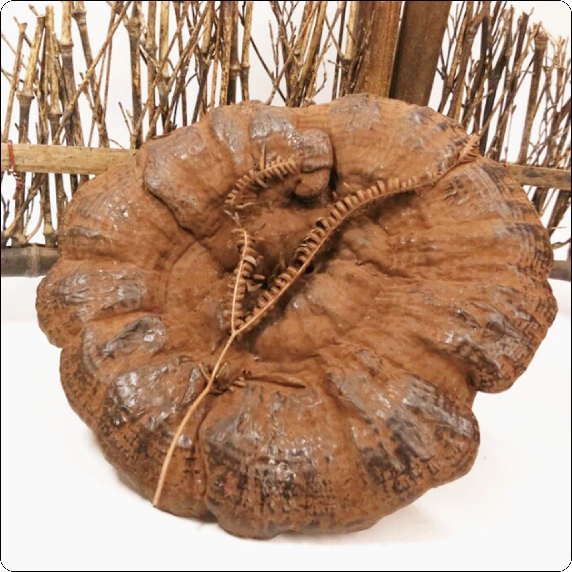 韶关特产粤北韶关紫芝整枝灵芝林芝超厚孢子粉灵芝半野生,淘宝优惠券,粉丝福利购,淘宝优惠卷