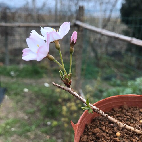 日本进口樱花盆景 信浓寒樱 十月樱原生小品素材樱花盆景一物一拍 - 图3