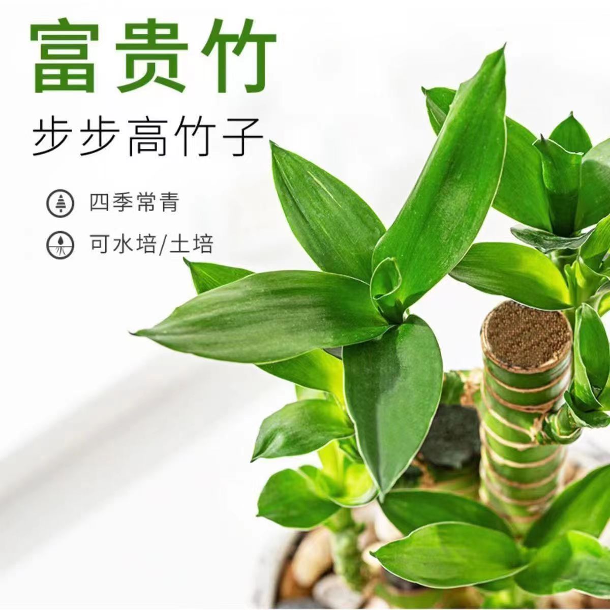 富贵竹植物盆栽办公室内客厅好养四季常青步步高升创意送礼物绿植