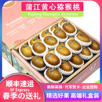 Shunfeng 7 catty boxes loaded in Sichuan Phujiang Yellow Heart Chiechige Exotic Fruits Great Golden Fruit Chic Exotic Fruits Fresh Fruits