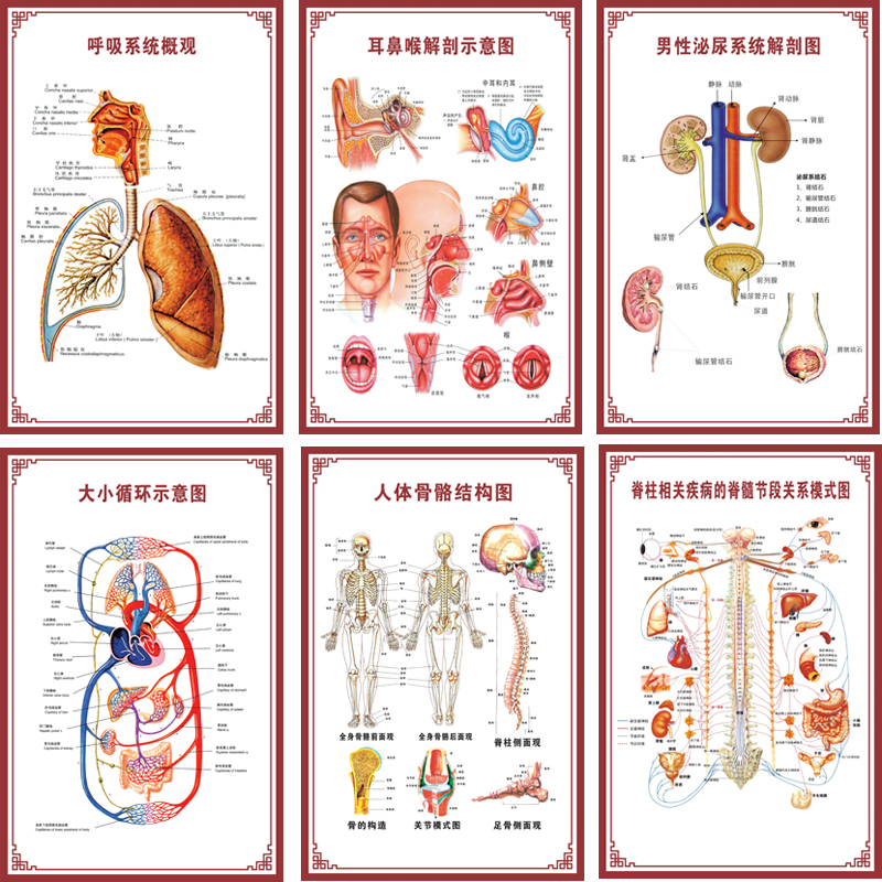 人体内脏解剖系统示意图医学骨骼肌肉器官血管血液结构图医院海报 - 图0