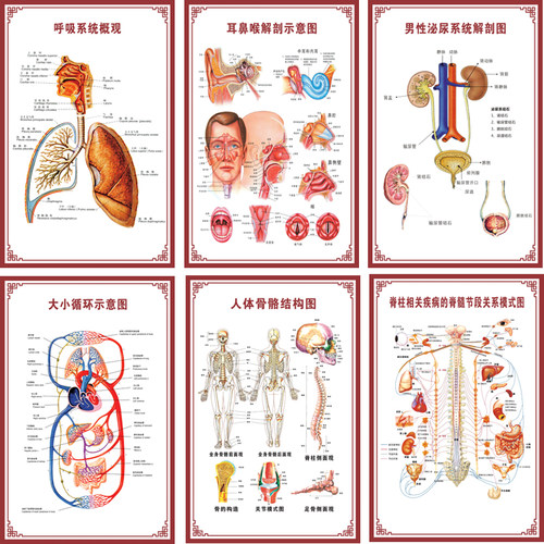 人体内脏解剖系统示意图医学骨骼肌肉器官血管血液结构图医院海报 - 图0