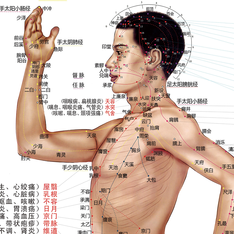 人体经络穴位图标准大挂图全身高清中医养生艾灸推拿按摩背部针灸-图2