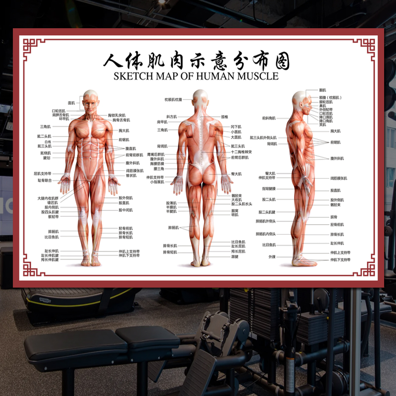 人体骨骼图挂图器官内脏结构图海报脊柱图解肌肉分布解剖图挂画 - 图2