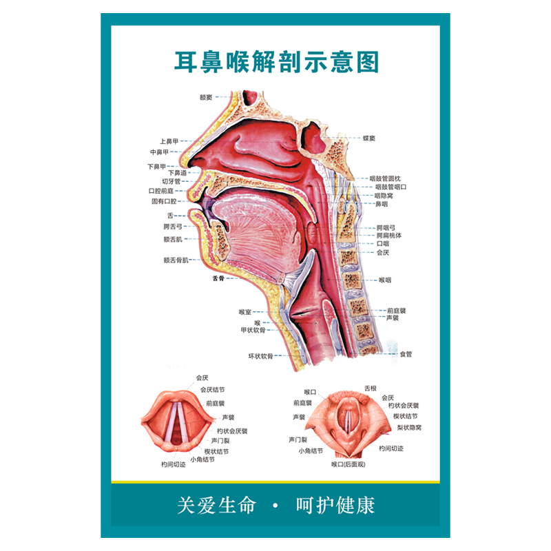 耳鼻喉解剖图墙贴人体五官科解剖示意图医院医学挂图宣传画海报-图3