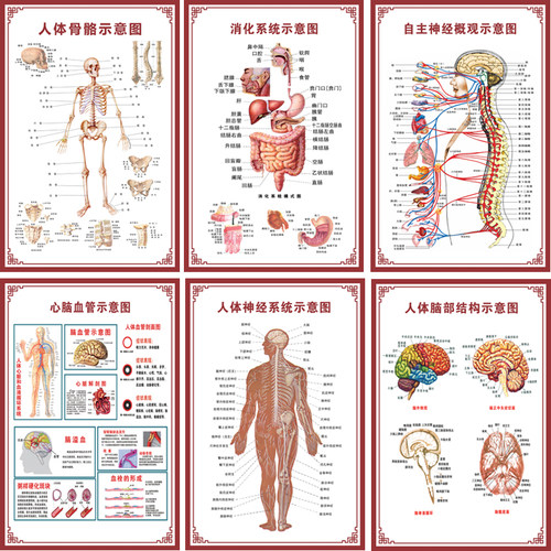 人体内脏解剖系统示意图医学骨骼肌肉器官血管血液结构图医院海报 - 图1