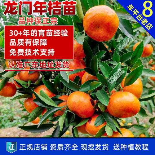 年桔苗广东龙门甜年桔苗应节春节新年还神拜神用年桔果树苗 - 图3