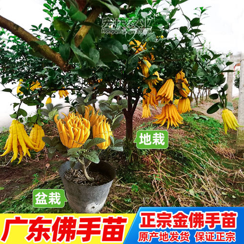 佛手苗广东佛手柑苗金佛手果种苗香橼观赏药材用盆栽地栽果苗 - 图2