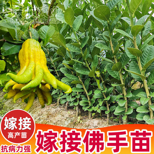 嫁接佛手苗广东高产佛手柑苗金佛手果苗香橼观赏药材盆栽地栽果苗 - 图0
