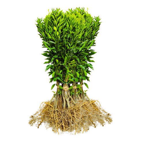 新会陈皮柑树苗茶枝柑苗大红柑正宗小青柑制桔普茶嫁接柑桔果苗 - 图3