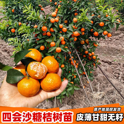 四会砂糖橘树苗带土带叶广东原产地早熟正宗沙糖桔苗嫁接柑桔苗 - 图0