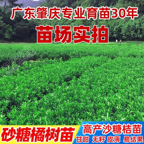 四会砂糖橘树苗带土带叶广东原产地早熟正宗沙糖桔苗嫁接柑桔苗 - 图2