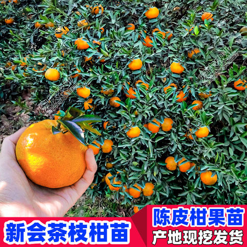 新会陈皮柑树苗茶枝柑苗大红柑正宗小青柑制桔普茶嫁接柑桔果苗 - 图1