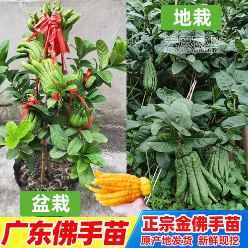 佛手苗广东佛手柑苗金佛手果种苗香橼观赏药材用盆栽地栽果苗 - 图1