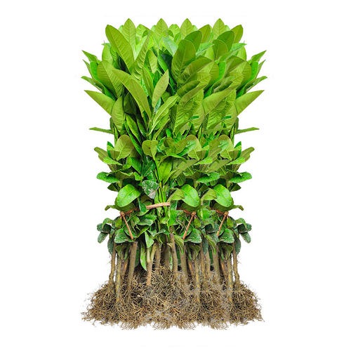 佛手苗广东佛手柑苗金佛手果种苗香橼观赏药材用盆栽地栽果苗 - 图3