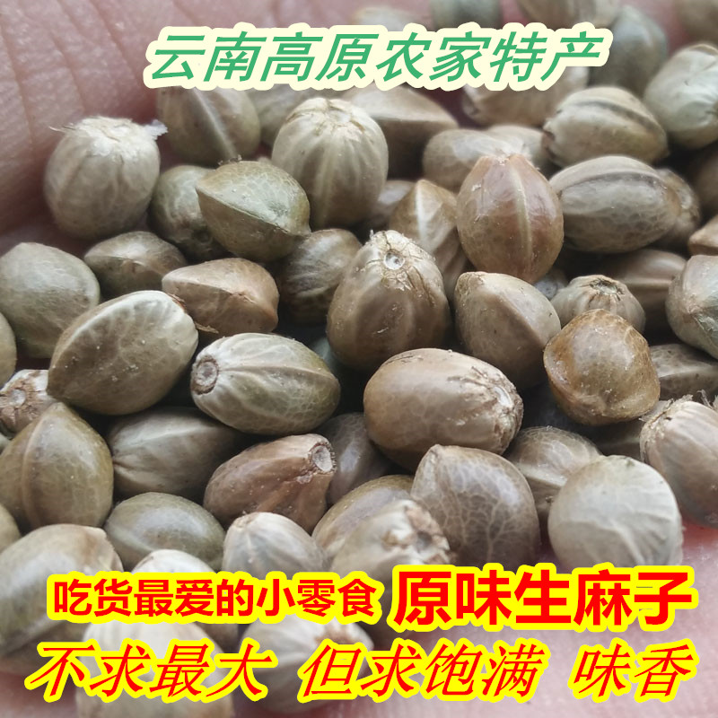 新货云南火麻子包邮大粒非甘肃炒熟五香生麻子麻籽人食用原味零食 - 图0