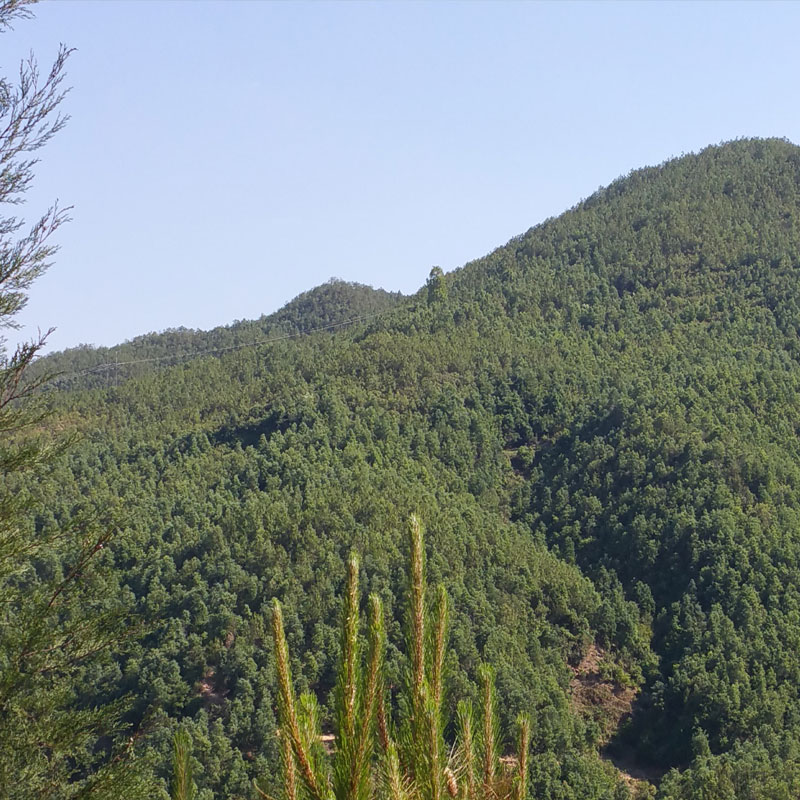 松花粉云南深山原粉未破壁采自大山马尾松纯正无添加200gX2罐装 - 图2