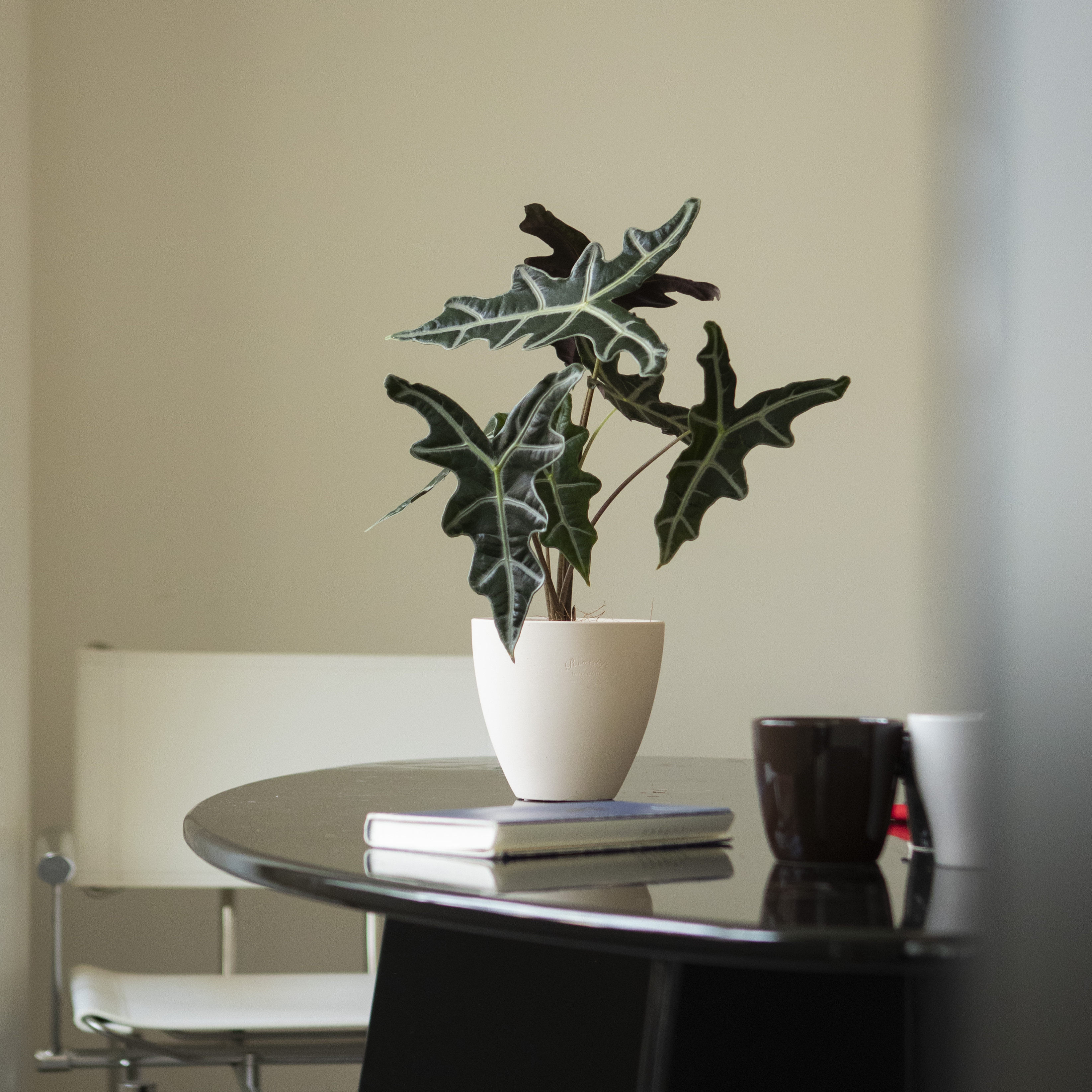 诗与自然 诺比海芋热植稀奇古怪植物小众个性盆栽餐厅样板间绿植,淘宝优惠券,粉丝福利购,淘宝优惠卷