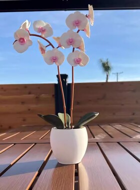 旋转芳香兰花叶精油香炉散香器