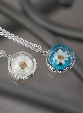 daisy㊣加拿大代购迷人雏菊花