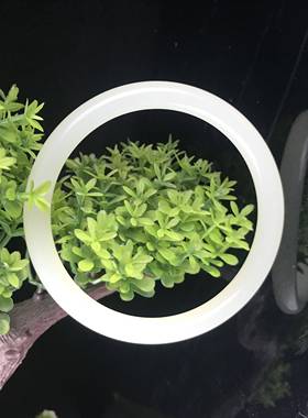 真玉世家美人镯女新疆金丝白玉镯