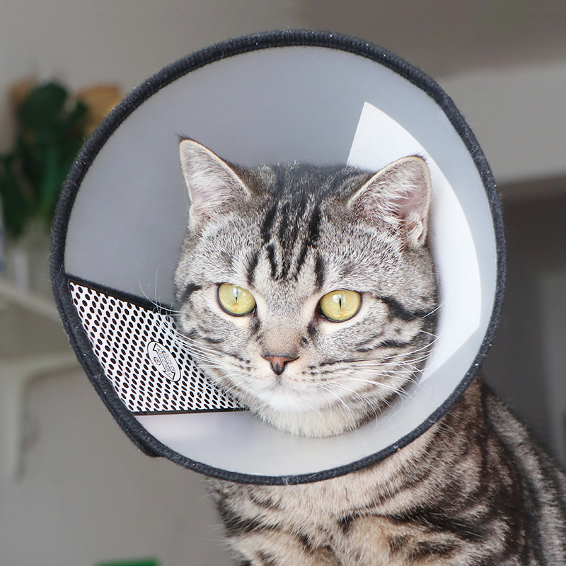 仁可宠物伊丽莎白圈猫犬通用防舔防咬防抓宠物耻辱圈绝育术后防护,淘宝优惠券,粉丝福利购,淘宝优惠卷