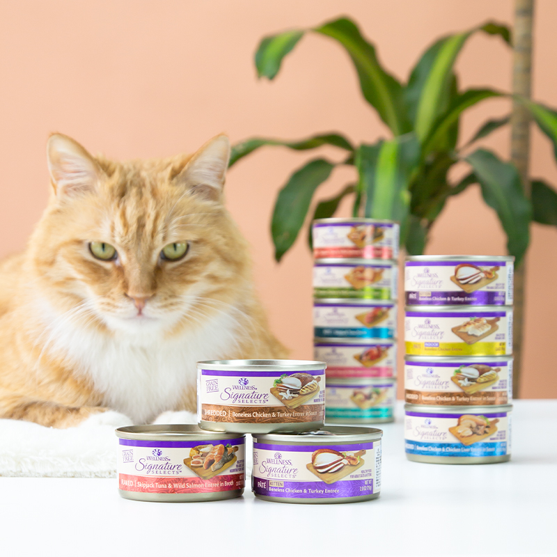 仁可宠物 wellness猫罐头成猫幼猫主食罐原装进口营养猫咪湿粮79g - 图0