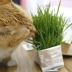 Renke Pet VETRESKA Uncat Cat Grass Paper Bag Cultation to Hair Ball Cat Snacks Hair Hair Hair Hair - Đồ ăn nhẹ cho mèo