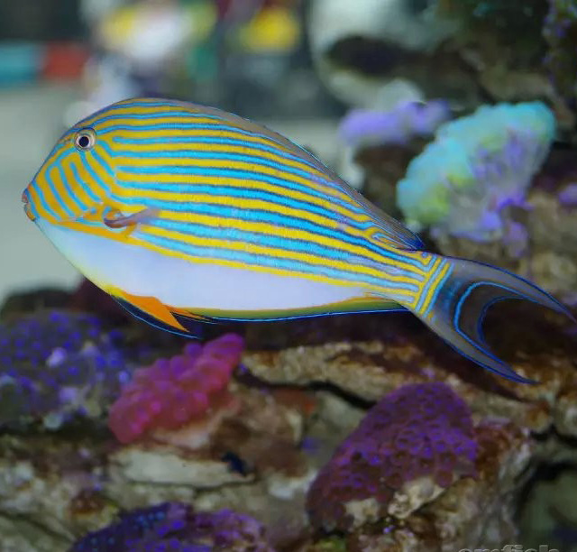 橙波纹吊 纹吊 食苔吊 独角吊 活体海水鱼吊类海缸 兴国海洋农场 - 图1