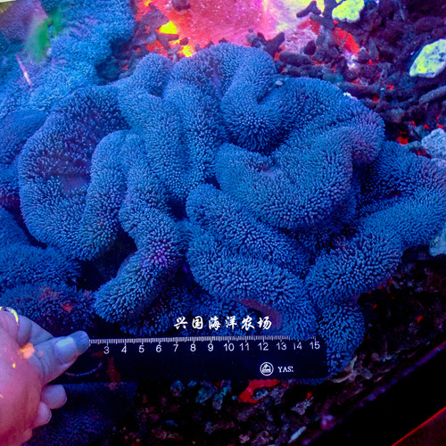 彩色地毯海葵 活体珊瑚 黄色蓝色红色荧光绿地毯海葵 小丑鱼共生 - 图1