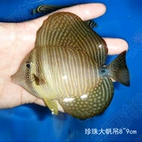 珍珠大帆吊 海水鱼活体吊类蓝吊黄金吊食藻海缸除藻养定快递包活