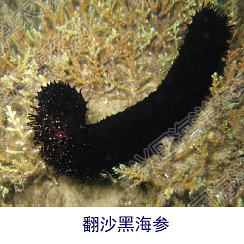 黑海参 翻砂海参 翻沙大黑海参 海水鱼活体海洋生物珊瑚快递包活 - 图1