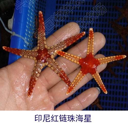 Аквариум, морская ферма, морская звезда