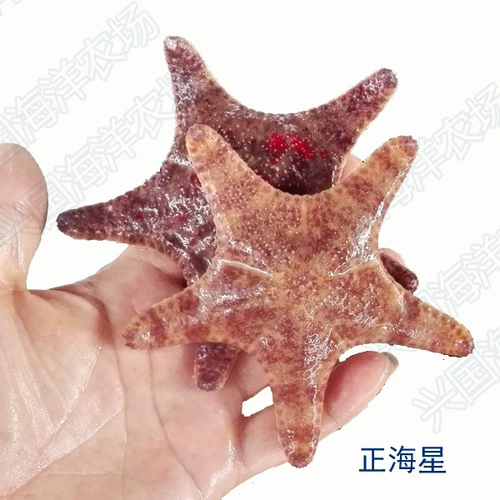 Аквариум, морская ферма, морская звезда