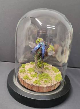 马达加斯加宝石吉丁森林力士甲虫长牙标本昆虫小众男士礼物玻璃罩