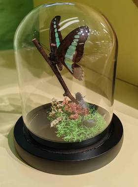 青凤蝶真蝴蝶标本立姿生态摆件手工生日礼物干花永生花玫瑰情人节