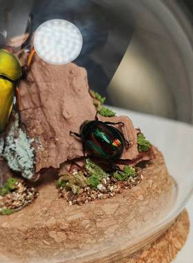 印尼鲜艳金锹长牙标本飞行的宝石小众收藏礼物真昆虫艺术玻璃罩摆