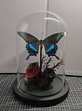 巴黎翠凤蝶森林绿皇后真蝴蝶标本艺术玻璃罩摆件手工生日收藏礼物