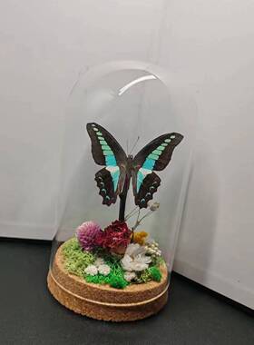 青凤蝶干花永生花真蝴蝶标本玻璃罩复古摆件玫瑰装饰手工礼物生态