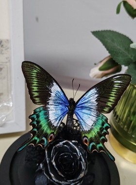 大蓝闪蝶平替闪蝶蝴蝶标本立体摆台送女友生日礼物玫瑰永生花摆件