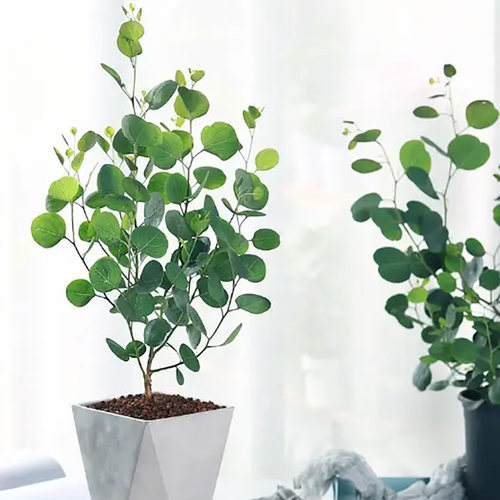 尤加利盆栽小苗多花桉苹果桉小圆叶尤加利蓝宝贝 - 图0