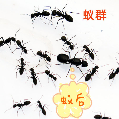 蚂蚁活体 日本弓背蚁 蚂蚁工坊与城堡专用 工蚁与兵蚁混合含蚁后 - 图0