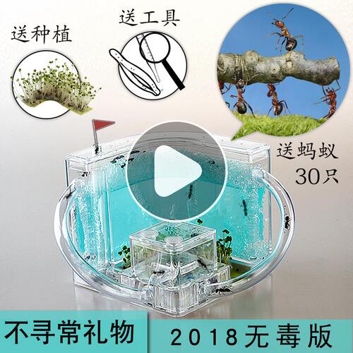 蚂蚁工坊 蚂蚁城堡家园庄园蚁后 蚂蚁宠物 送蚂蚁活体幼儿学玩具 - 图0
