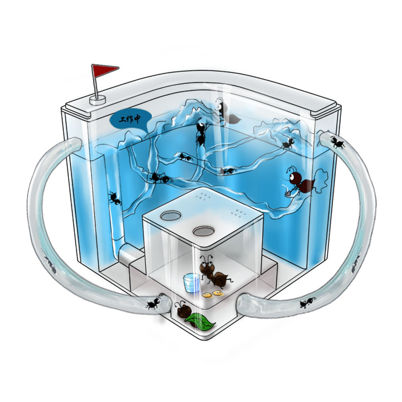 蚂蚁工坊别墅家园蚂蚁城堡生态学生蚁巢小宠物活体弓背蚁后盒子-图3