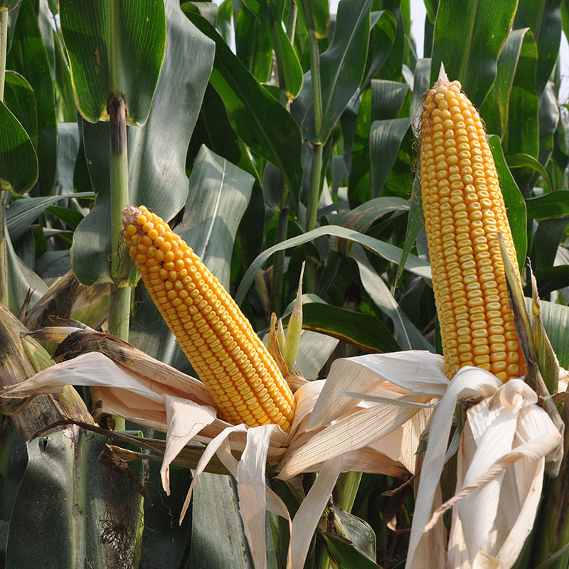 高产玉米品种子东单119红轴大棒高产玉米杂交种山东河南玉米种籽 - 图1