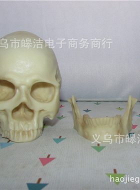仿真模型骷髅头异形美术临摹摆件
