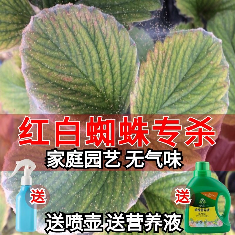 白红蜘蛛专用药杀虫剂除虫月季花常用药茉莉玫瑰草莓花卉植物家用 - 图0