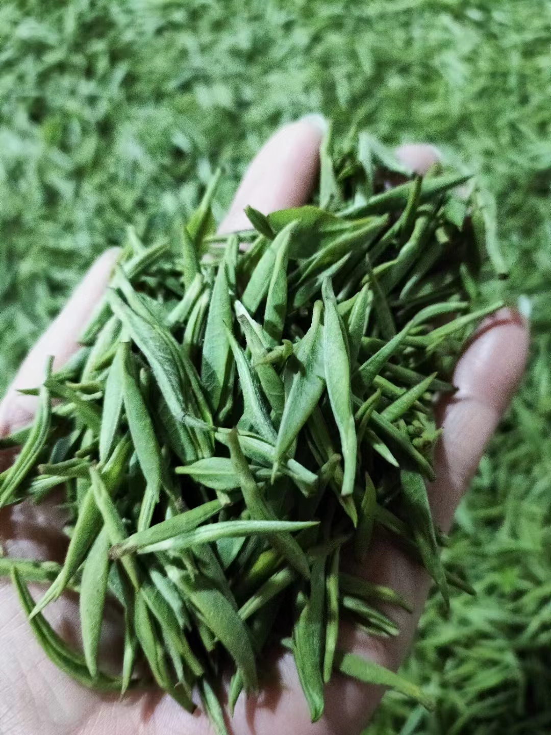 2023明前新茶官庄毛尖王50g 200g沅陵碣滩茶湖南干发绿茶